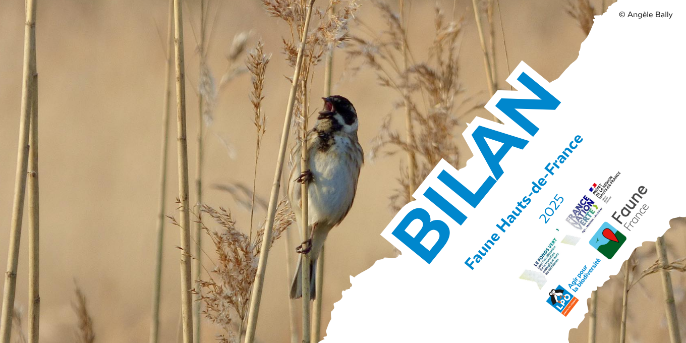 Bilan 2025 Faune Hauts-de-France